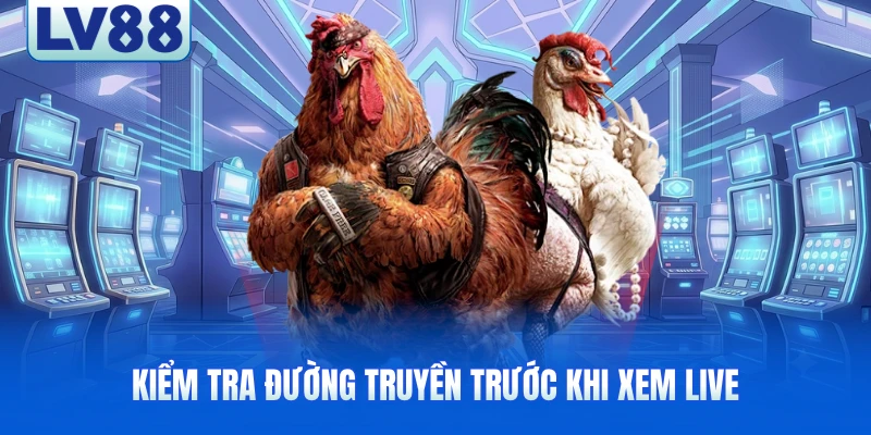 Dựa vào loại gà để phán đoán khả năng chiến thắng