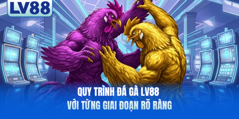 Quy trình đá gà LV88 với từng giai đoạn rõ ràng